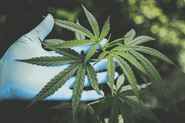 Why Sundial Growers Inc (SNDL) stock is going up? - Stocks Telegraph